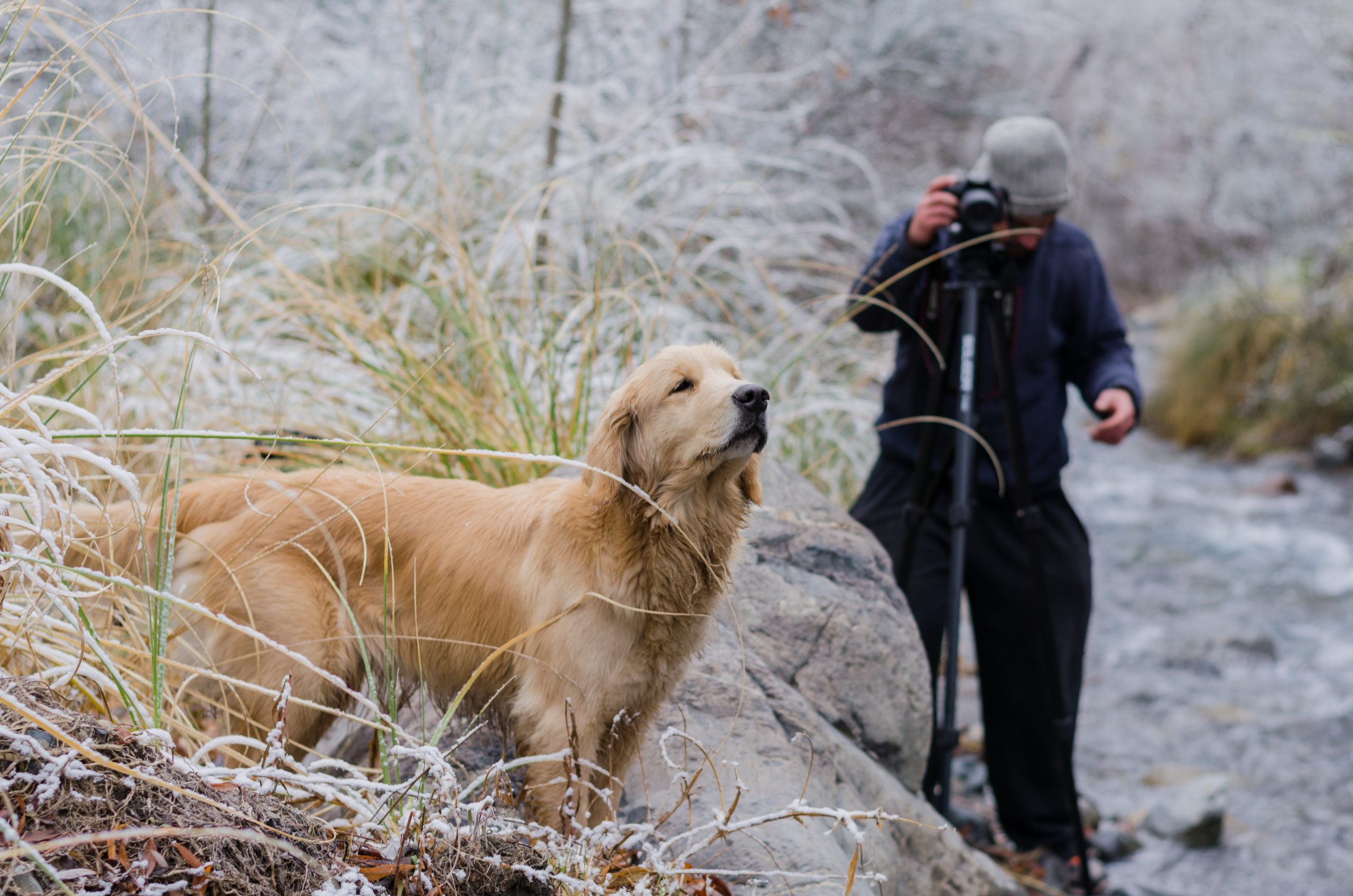 Golden Retriever with a young male photographer taking photograph with professional photo camera